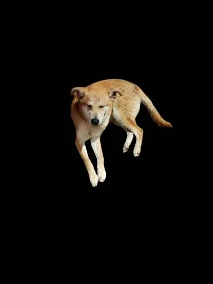 Cachorro ra a SRD-ViraLata idade 1 ano nome Nino