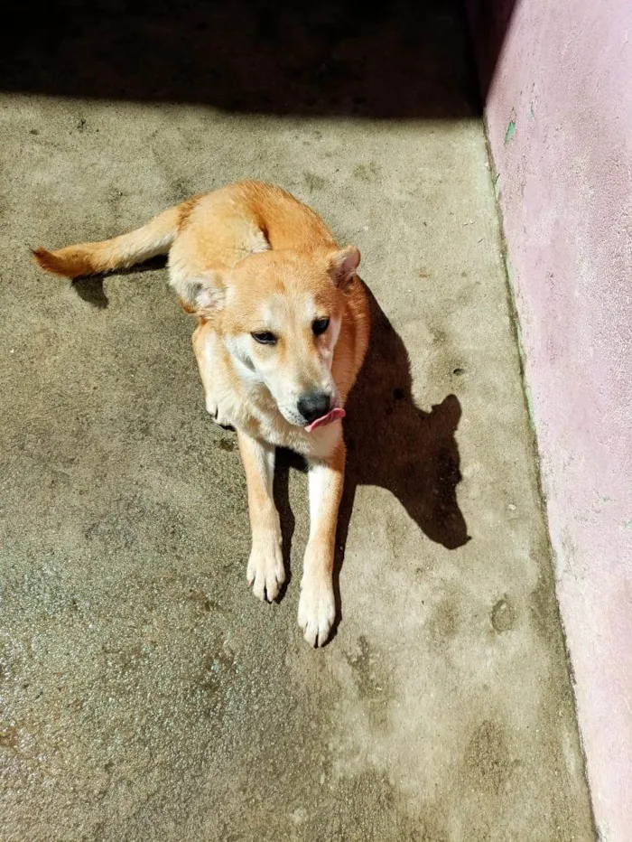 Cachorro ra a SRD-ViraLata idade 1 ano nome Nino