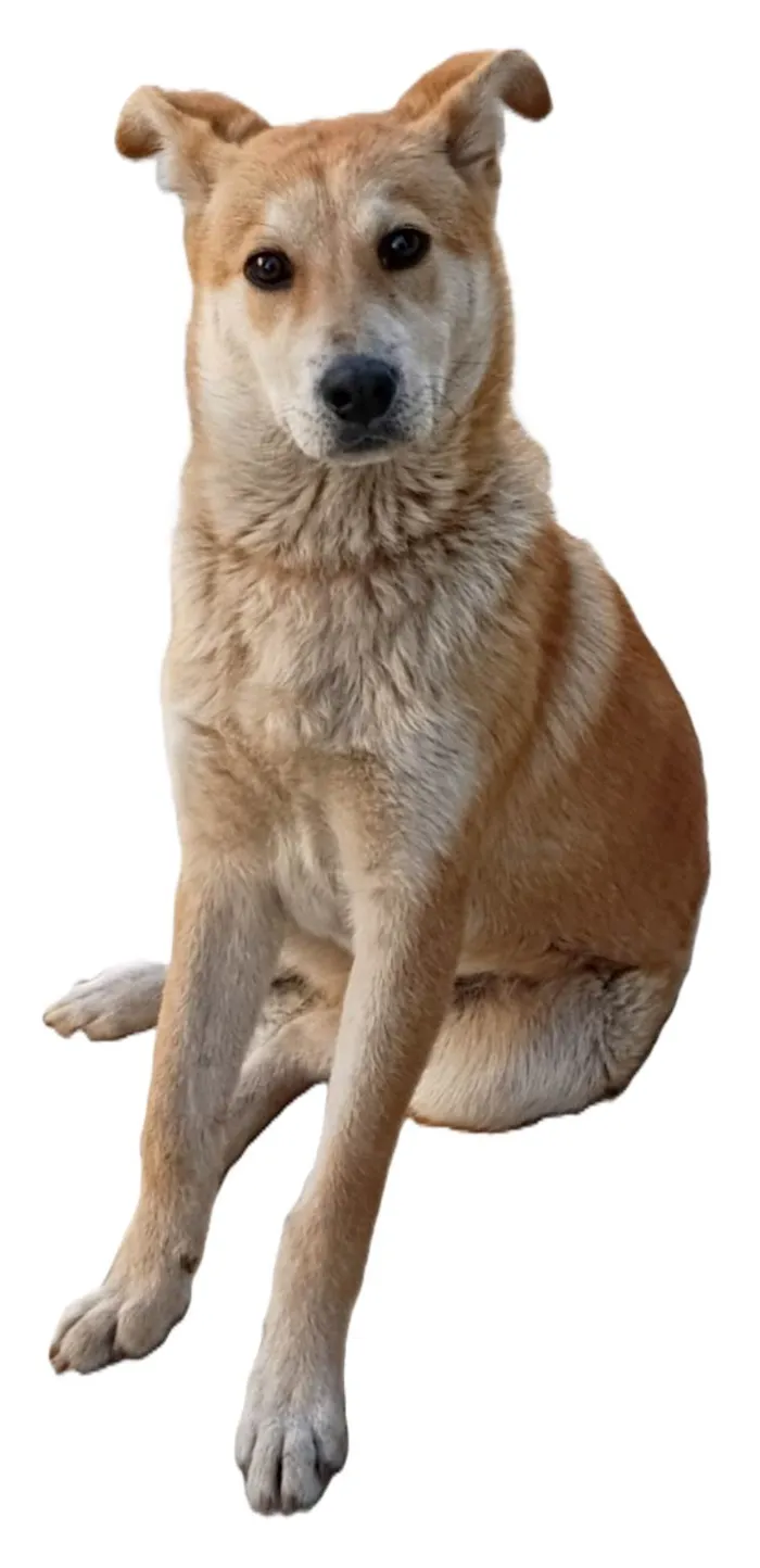 Cachorro ra a SRD-ViraLata idade 1 ano nome Nino