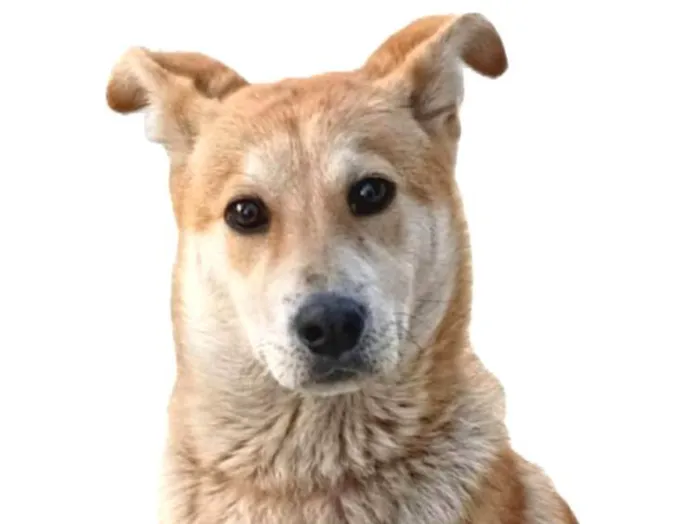 Cachorro ra a SRD-ViraLata idade 1 ano nome Nino