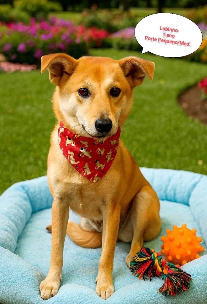 Cachorro ra a SRD-ViraLata idade 1 ano nome Lobinho