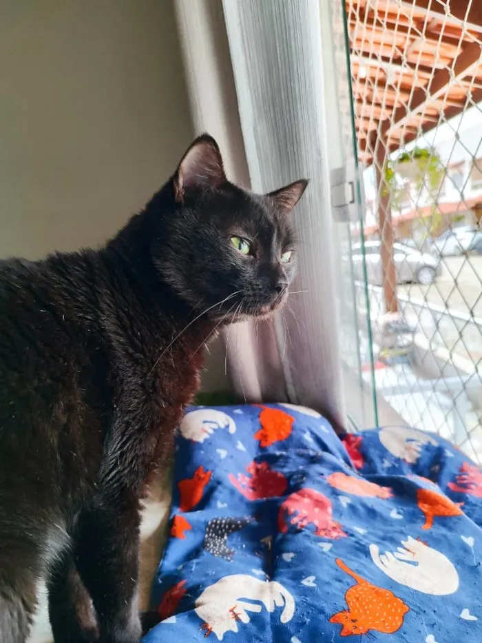 Gato ra a SRD-ViraLata idade 2 a 6 meses nome Preto