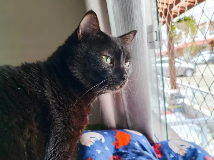 Gato ra a SRD-ViraLata idade 2 a 6 meses nome Preto