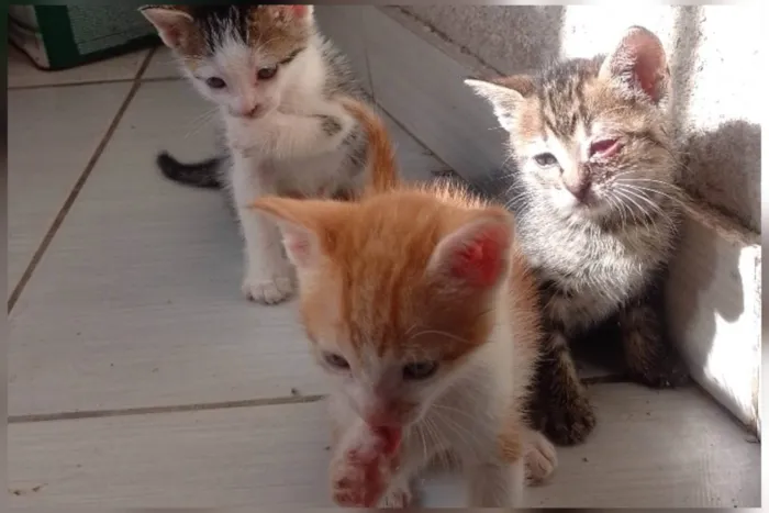 Gato ra a SRD-ViraLata idade Abaixo de 2 meses nome Sem nome 