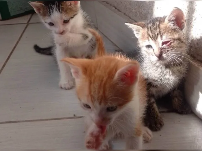 Gato ra a SRD-ViraLata idade Abaixo de 2 meses nome Sem nome 