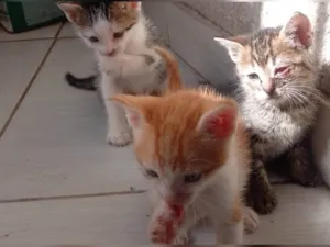 Gato raça SRD-ViraLata idade Abaixo de 2 meses nome Sem nome 