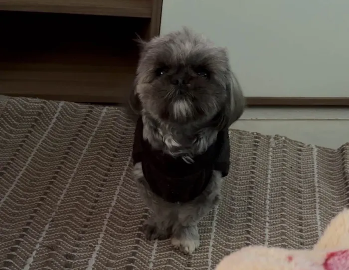 Cachorro ra a Shitzu idade 7 a 11 meses nome Cacau 