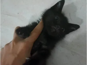 Gato raça SRD-ViraLata idade 2 a 6 meses nome cacau