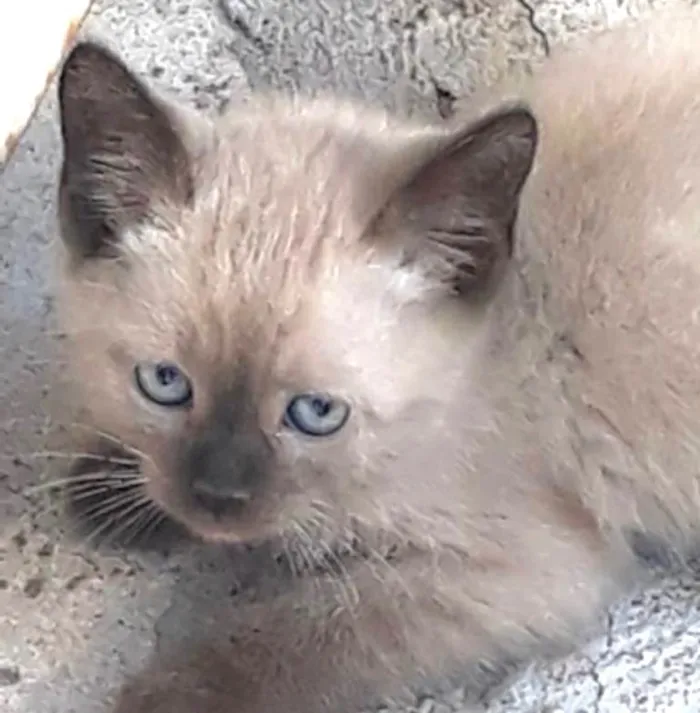 Gato ra a Siamês idade 2 a 6 meses nome Floquinho 