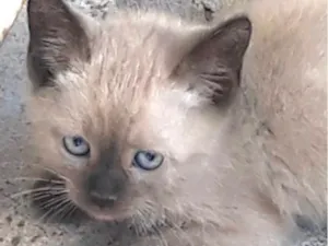 Gato raça Siamês idade 2 a 6 meses nome Floquinho 