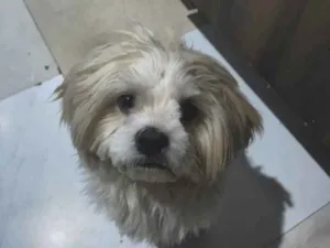 Cachorro raça Shitzu idade 3 anos nome Dom