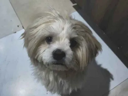 Cachorro raça Shitzu idade 3 anos nome Dom