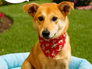 Cachorro raça SRD-ViraLata idade 1 ano nome Lobinho