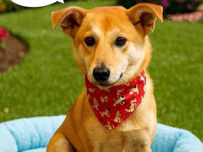 Cachorro ra a SRD-ViraLata idade 1 ano nome Lobinho