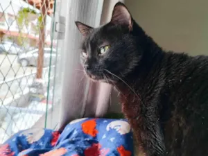 Gato raça SRD-ViraLata idade 2 a 6 meses nome Preto