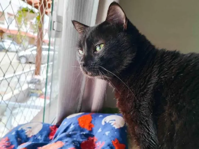 Gato ra a SRD-ViraLata idade 2 a 6 meses nome Preto