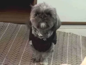 Cachorro raça Shitzu idade 7 a 11 meses nome Cacau 