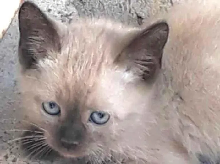 Gato ra a Siamês idade 2 a 6 meses nome Floquinho 
