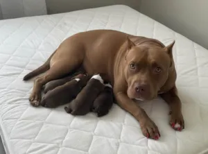Cachorro raça Pit-Bull idade Abaixo de 2 meses nome filhote de pitbull
