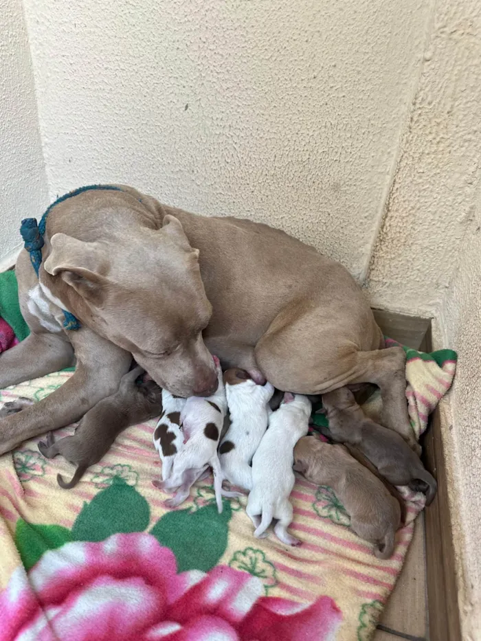 Cachorro ra a Pit-Bull idade 3 anos nome kawi (sem filhotes)