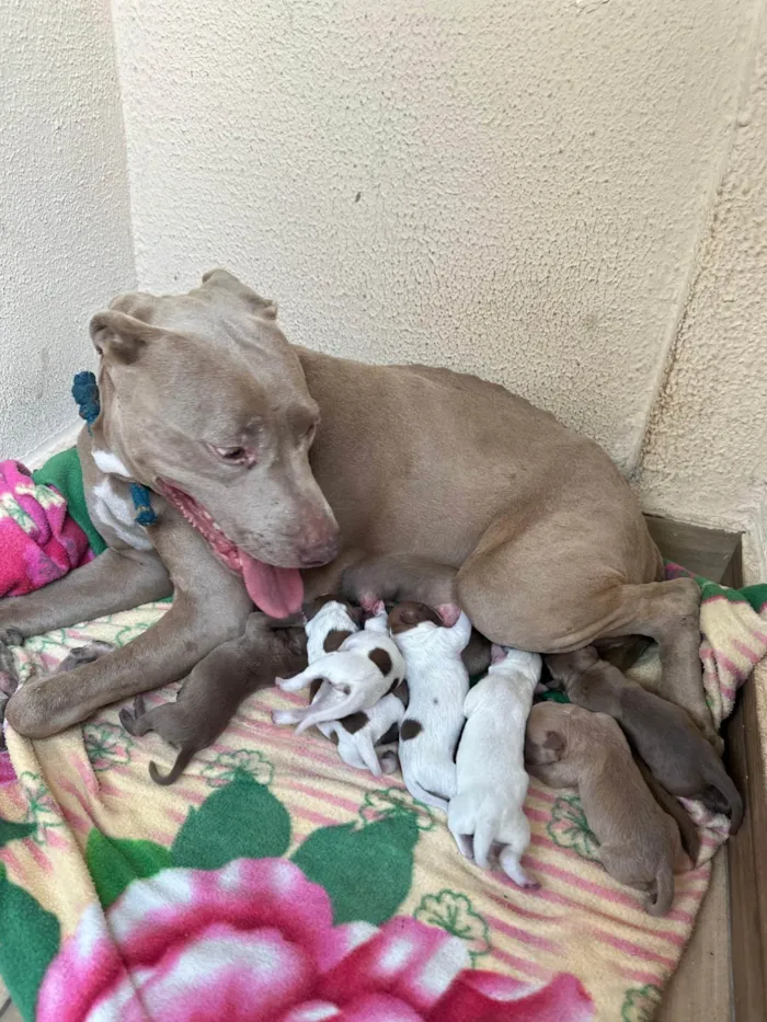 Cachorro ra a Pit-Bull idade 3 anos nome kawi (sem filhotes)