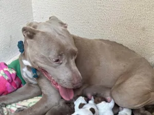Cachorro raça Pit-Bull idade 3 anos nome kawi (sem filhotes)