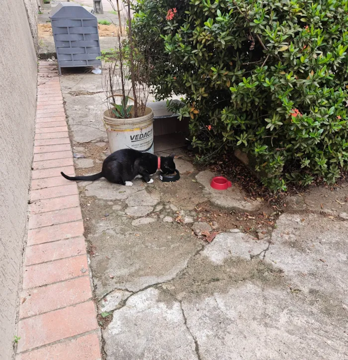 Gato ra a SRD-ViraLata idade 2 a 6 meses nome Pretinha