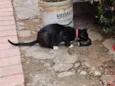 Pretinha