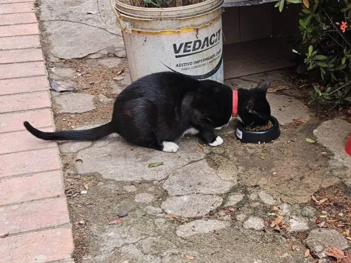 Gato ra a SRD-ViraLata idade 2 a 6 meses nome Pretinha
