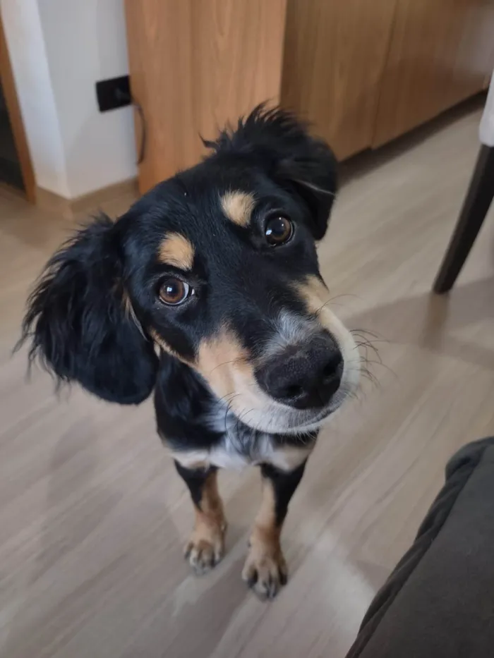 Cachorro ra a SRD-ViraLata idade 2 a 6 meses nome Luffy