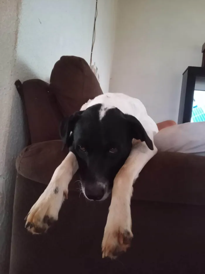 Cachorro ra a SRD-ViraLata idade 3 anos nome Paçoca 