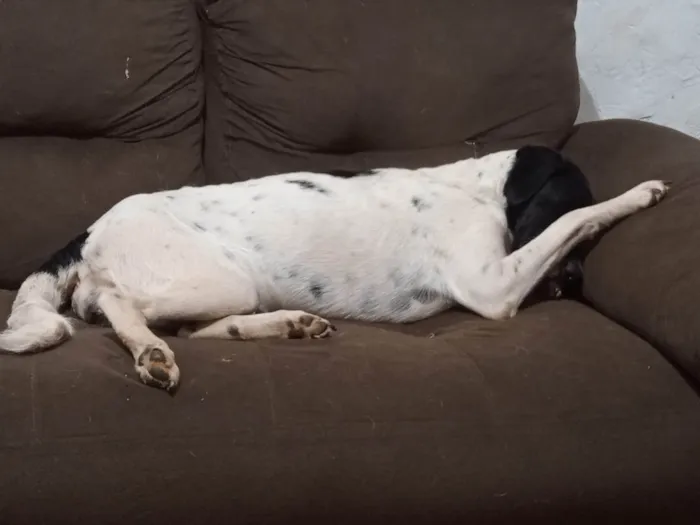 Cachorro ra a SRD-ViraLata idade 3 anos nome Paçoca 