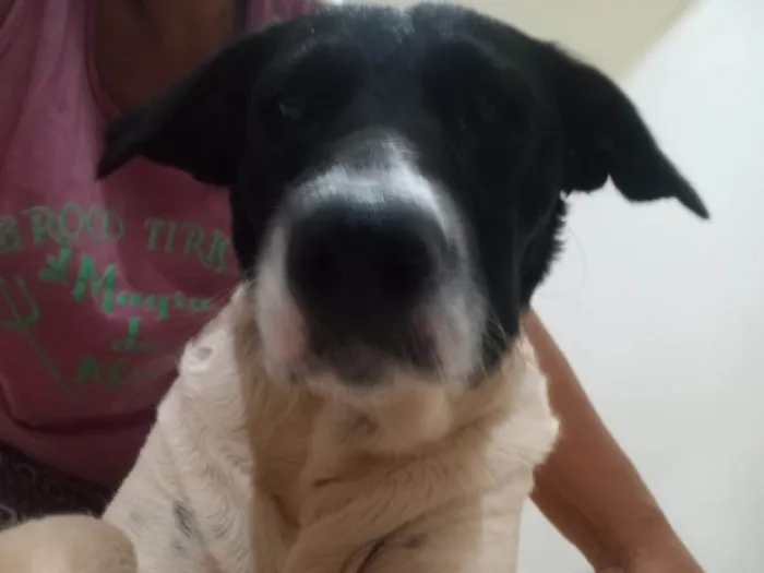 Cachorro ra a SRD-ViraLata idade 3 anos nome Paçoca 