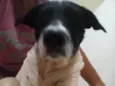 Paçoca