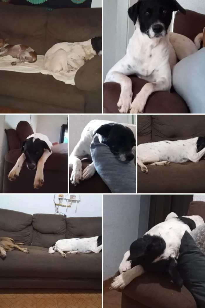 Cachorro ra a SRD-ViraLata idade 3 anos nome Paçoca 