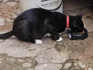 Gato raça SRD-ViraLata idade 2 a 6 meses nome Pretinha