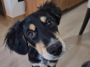 Cachorro raça SRD-ViraLata idade 2 a 6 meses nome Luffy