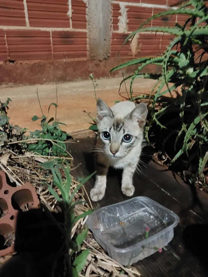 Gato ra a SRD-ViraLata idade 2 a 6 meses nome Não possui nome 