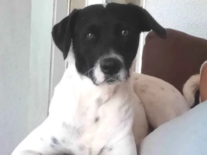 Cachorro ra a SRD-ViraLata idade 3 anos nome Paçoca 