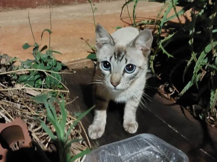 Gato ra a SRD-ViraLata idade 2 a 6 meses nome Não possui nome 
