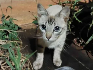 Gato raça SRD-ViraLata idade 2 a 6 meses nome Não possui nome 