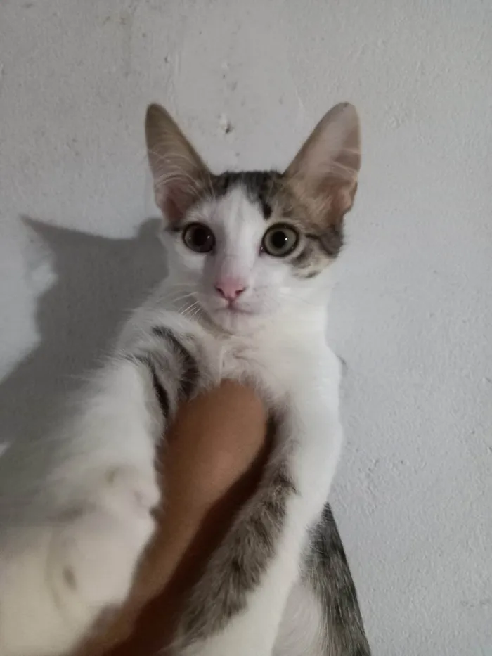 Gato ra a SRD-ViraLata idade 2 a 6 meses nome Sem nome 