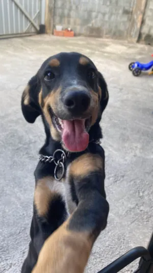 Cachorro raça SRD-ViraLata idade 2 anos nome Apollo