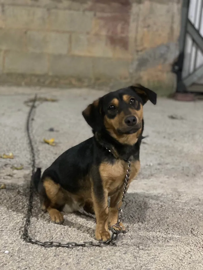 Cachorro ra a SRD-ViraLata idade 2 anos nome Ralph
