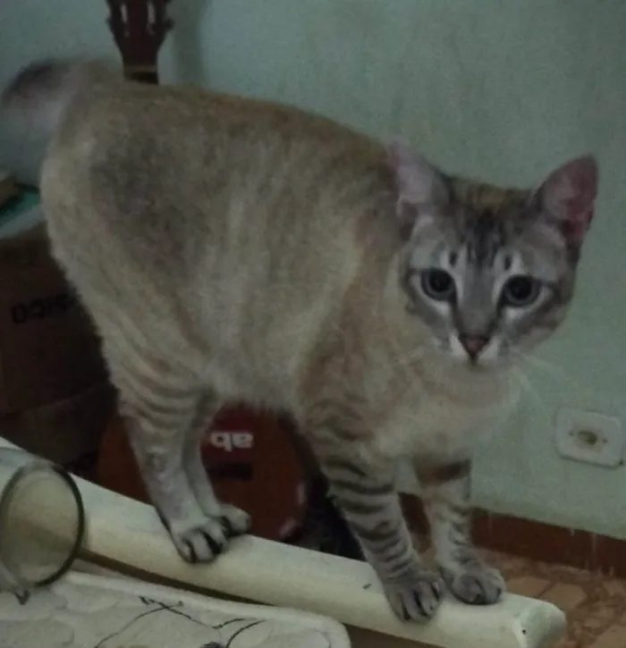 Gato ra a SRD-ViraLata idade 2 anos nome Anya