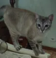 Anya