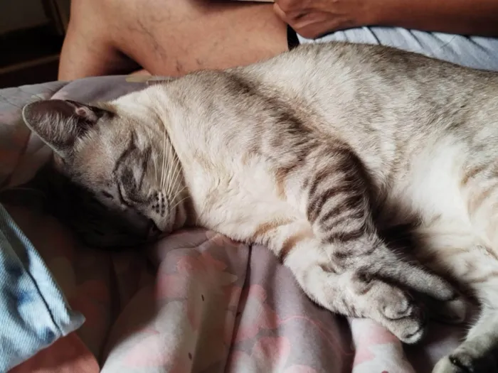 Gato ra a SRD-ViraLata idade 2 anos nome Anya