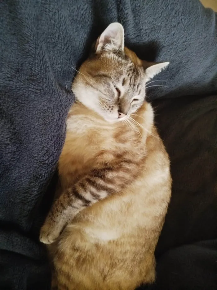 Gato ra a SRD-ViraLata idade 2 anos nome Anya
