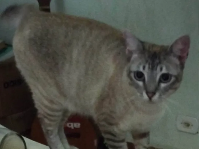 Gato ra a SRD-ViraLata idade 2 anos nome Anya