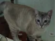 Anya